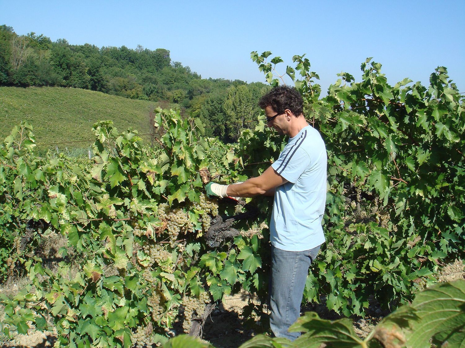 Un uomo raccoglie grappoli d'uva tra i filari di un vigneto toscano durante la vendemmia